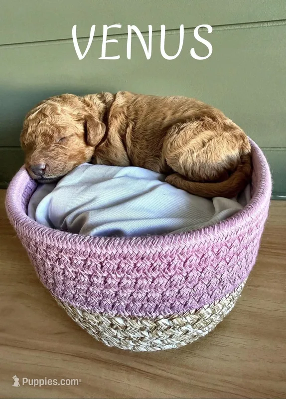 Venus, a female Goldendoodle and Miniature Aussiedoodle for sale in Tampa, FL – Photo 1 of 1
