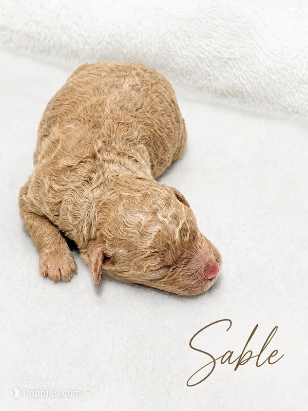 Sable – Goldendoodle, Miniature Aussiedoodle puppy for sale in Land O Lakes, FL