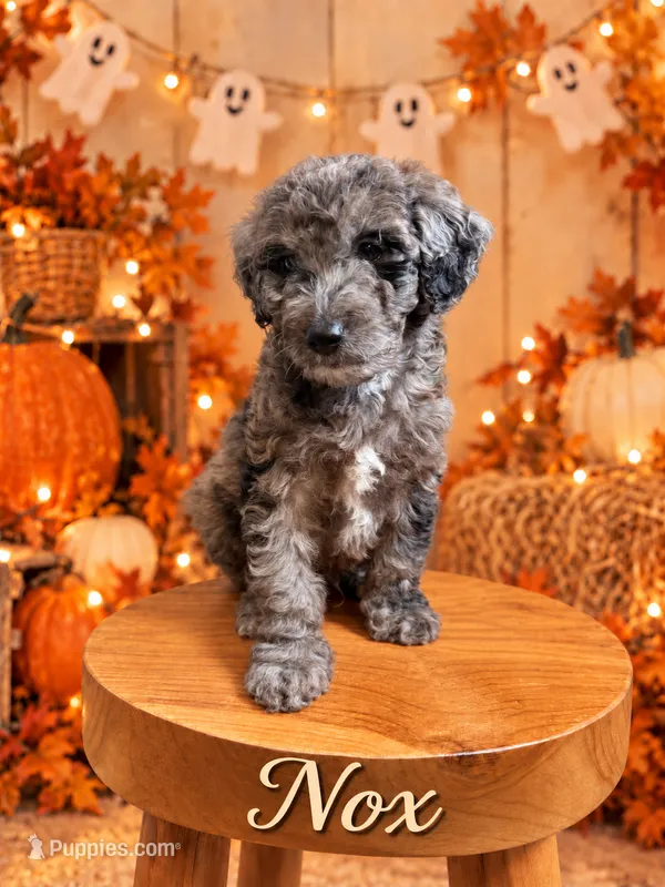 Nox – Goldendoodle, Miniature Aussiedoodle puppy for sale in Land O Lakes, FL