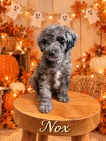 Nox, a male Goldendoodle and Miniature Aussiedoodle for sale in Land O Lakes, FL – 1 of 7