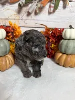 Nox, a male Goldendoodle and Miniature Aussiedoodle for sale in Land O Lakes, FL – 4 of 7