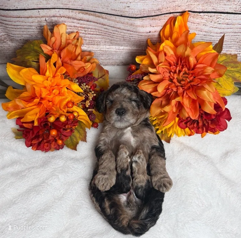 Ember  – Aussiedoodle, Miniature Goldendoodle puppy for sale in Land O Lakes, FL