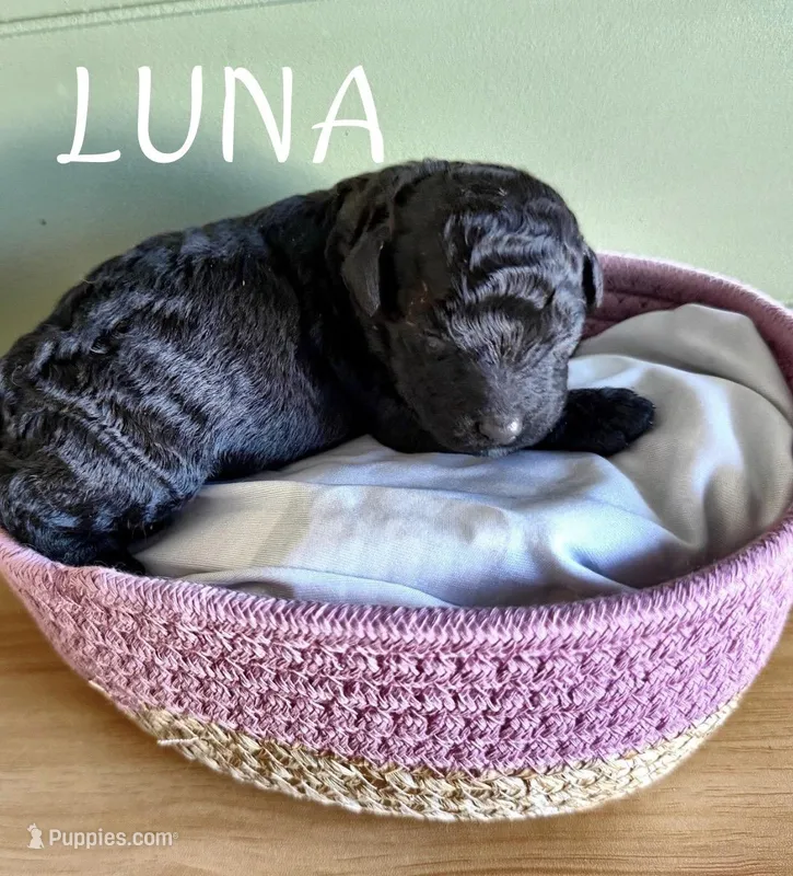 Luna, a female Goldendoodle and Miniature Aussiedoodle for sale in Tampa, FL – Photo 1 of 1