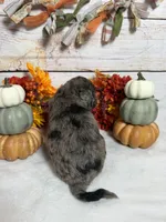 Nox, a male Goldendoodle and Miniature Aussiedoodle for sale in Land O Lakes, FL – 3 of 7