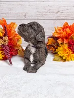 Onyx, a male Goldendoodle and Miniature Aussiedoodle for sale in Land O Lakes, FL – 6 of 7