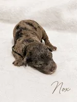 Nox, a male Goldendoodle and Miniature Aussiedoodle for sale in Land O Lakes, FL – 1 of 1