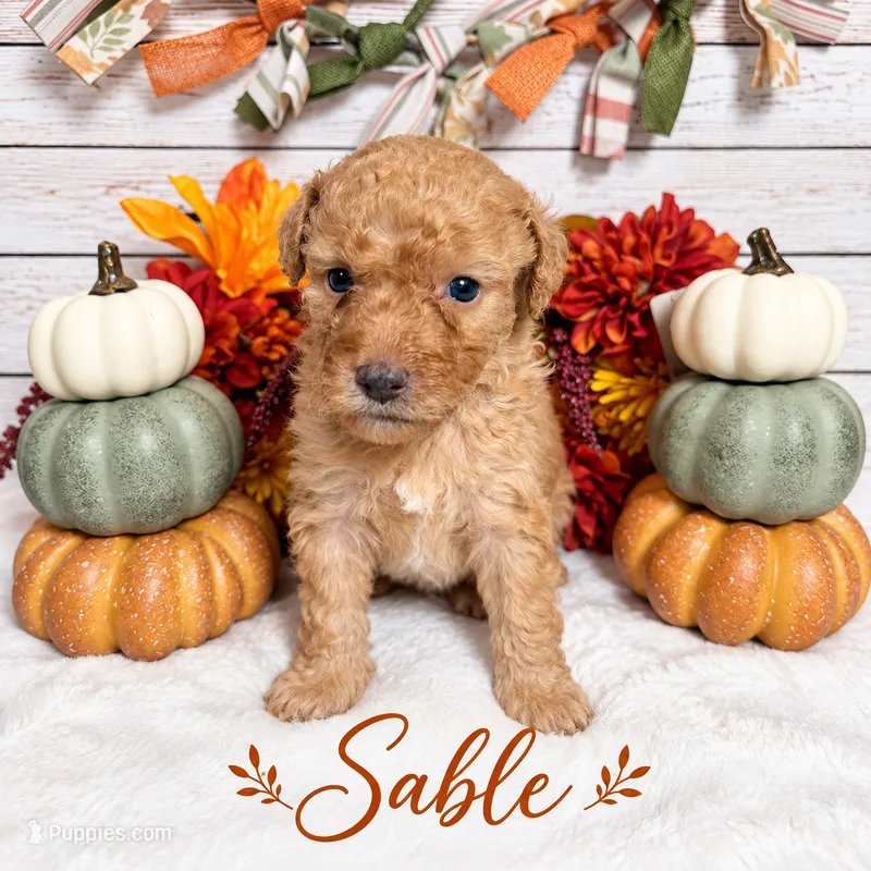 Sable – Goldendoodle, Miniature Aussiedoodle puppy for sale in Land O Lakes, FL