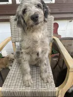 Annie, a female Bernedoodle for sale in Midland, MI – 2 of 3