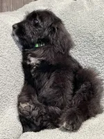 Ace, a male Bernedoodle for sale in Midland, MI – 4 of 5