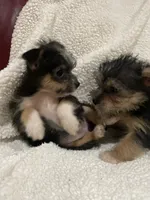 Dan, a male Chihuahua and Shih Tzu for sale in Midland, MI – 4 of 5