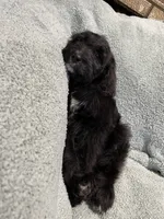 Ace, a male Bernedoodle for sale in Midland, MI – 5 of 5