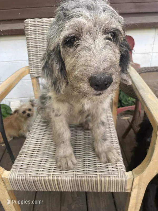 Annie – Bernedoodle puppy for sale in Midland, MI