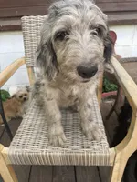 Annie, a female Bernedoodle for sale in Midland, MI – 1 of 3