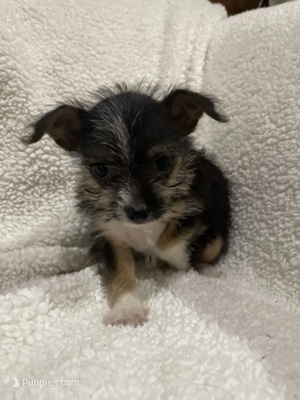 Darla – Chihuahua, Shih Tzu puppy for sale in Midland, MI