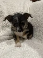 Darla, a female Chihuahua and Shih Tzu for sale in Midland, MI – 1 of 3