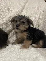 Dan, a male Chihuahua and Shih Tzu for sale in Midland, MI – 3 of 5