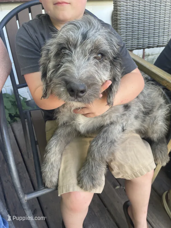 Max – Bernedoodle puppy for sale in Midland, MI