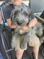 Max, a male Bernedoodle for sale in Midland, MI – 1 of 3