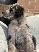 Iris, a female Bernedoodle for sale in Midland, MI – 3 of 4