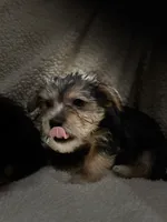 Dan, a male Chihuahua and Shih Tzu for sale in Midland, MI – 2 of 5