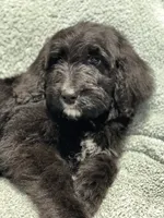 Ace, a male Bernedoodle for sale in Midland, MI – 1 of 5