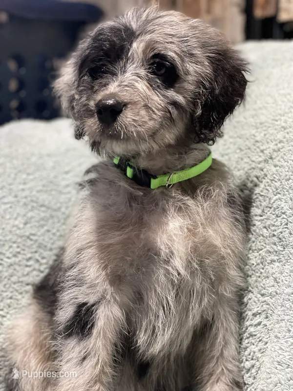 Iris – Bernedoodle puppy for sale in Midland, MI