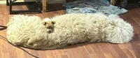 Chrissy, a female Chihuahua and Pekingese for sale in Midland, MI – Photo 3 of 3
