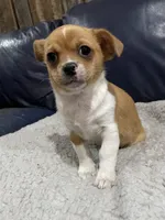 Chrissy, a female Chihuahua and Pekingese for sale in Midland, MI – Photo 1 of 3