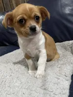 Chrissy, a female Chihuahua and Pekingese for sale in Midland, MI – Photo 2 of 3