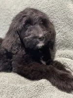 Ace, a male Bernedoodle for sale in Midland, MI – 3 of 5