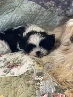 Albert, a male Shih Tzu for sale in Midland, MI – Photo 2 of 3