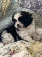 Albert, a male Shih Tzu for sale in Midland, MI – Photo 1 of 3