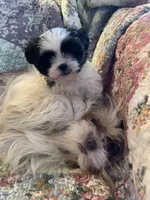 Albert, a male Shih Tzu for sale in Midland, MI – Photo 3 of 3