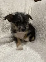 Darla, a female Chihuahua and Shih Tzu for sale in Midland, MI – 3 of 3