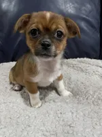 Janet, a female Chihuahua and Pekingese for sale in Midland, MI – Photo 2 of 2