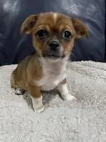 Janet, a female Chihuahua and Pekingese for sale in Midland, MI – Photo 1 of 2