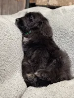 Ace, a male Bernedoodle for sale in Midland, MI – 2 of 5