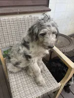 Annie, a female Bernedoodle for sale in Midland, MI – 3 of 3