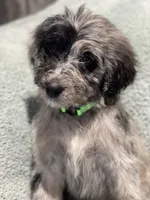 Iris, a female Bernedoodle for sale in Midland, MI – 2 of 4