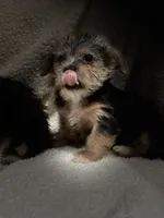 Dan, a male Chihuahua and Shih Tzu for sale in Midland, MI – 5 of 5