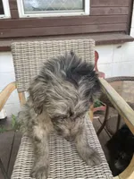 Max, a male Bernedoodle for sale in Midland, MI – 2 of 3