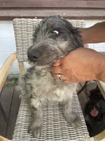 Max, a male Bernedoodle for sale in Midland, MI – 3 of 3