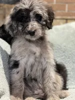 Iris, a female Bernedoodle for sale in Midland, MI – 4 of 4