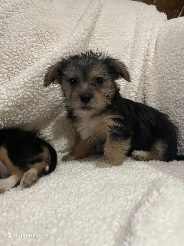 Dan – Chihuahua, Shih Tzu puppy for sale in Midland, MI