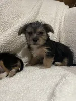 Dan, a male Chihuahua and Shih Tzu for sale in Midland, MI – 1 of 5