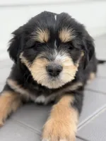 Truffle, a male Bernedoodle for sale in Castle Rock, CO – Photo 2 of 8