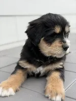 Truffle, a male Bernedoodle for sale in Castle Rock, CO – Photo 3 of 8