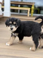 Truffle, a male Siberian Husky and Bernedoodle for sale in Castle Rock, CO – Photo 9 of 9