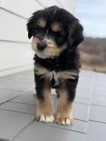 Truffle, a male Bernedoodle for sale in Castle Rock, CO – Photo 1 of 8