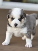 Everest, a male Bernedoodle for sale in Castle Rock, CO – Photo 3 of 9